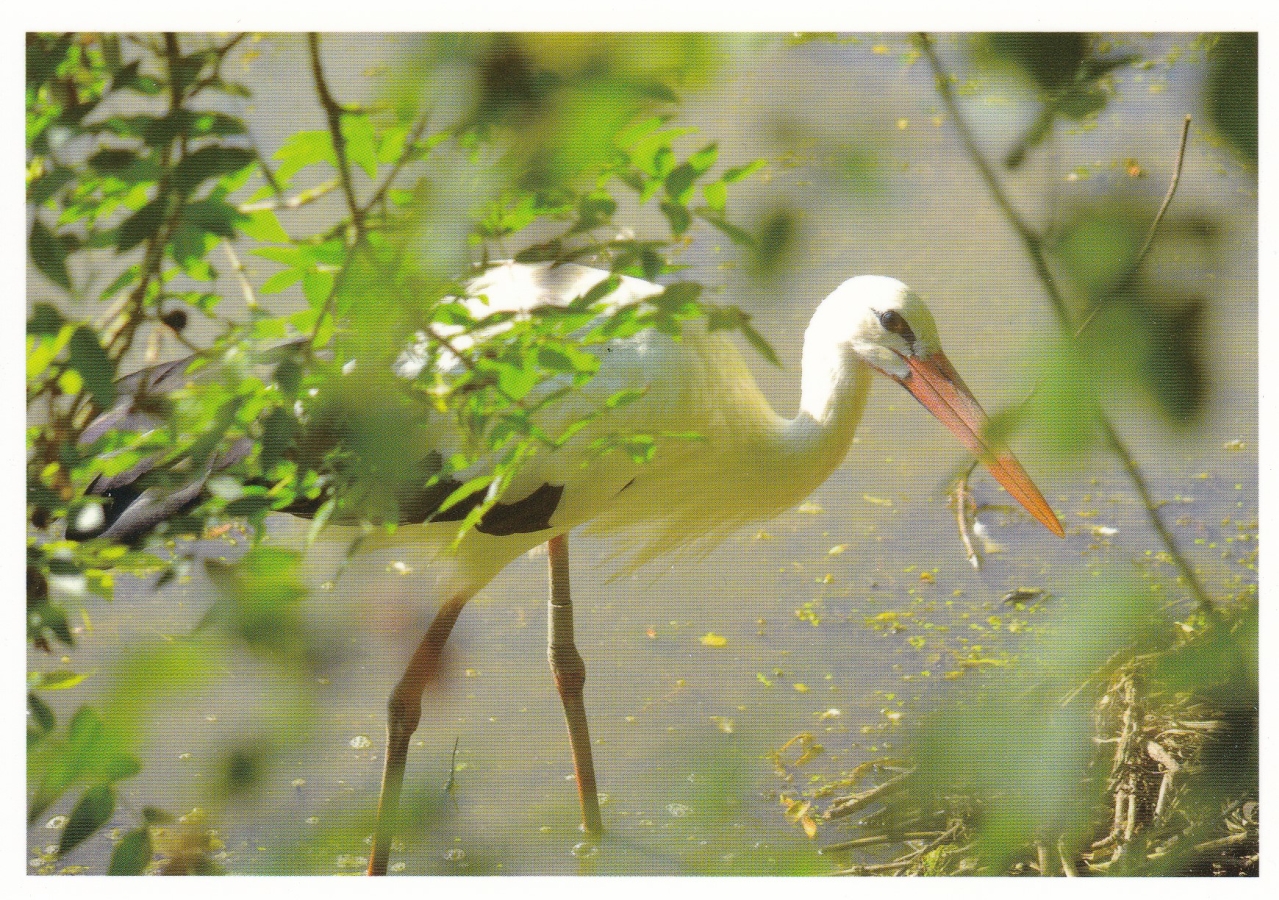 Storch
