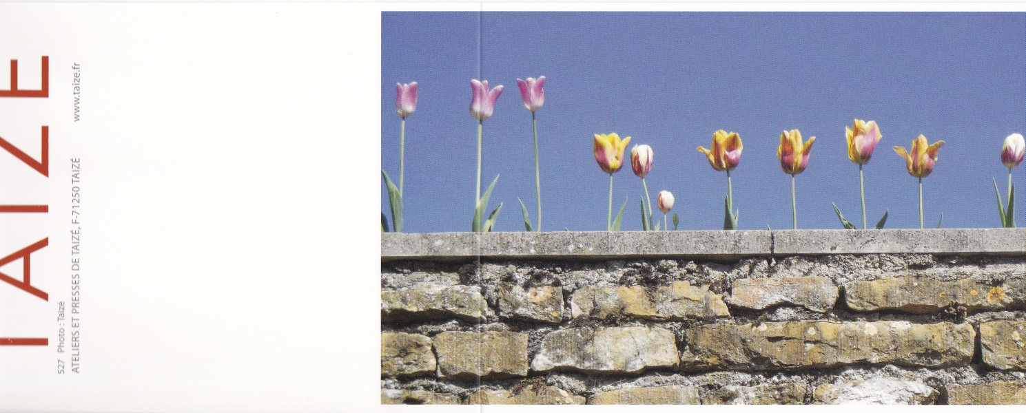 Tulpen auf der Mauer
