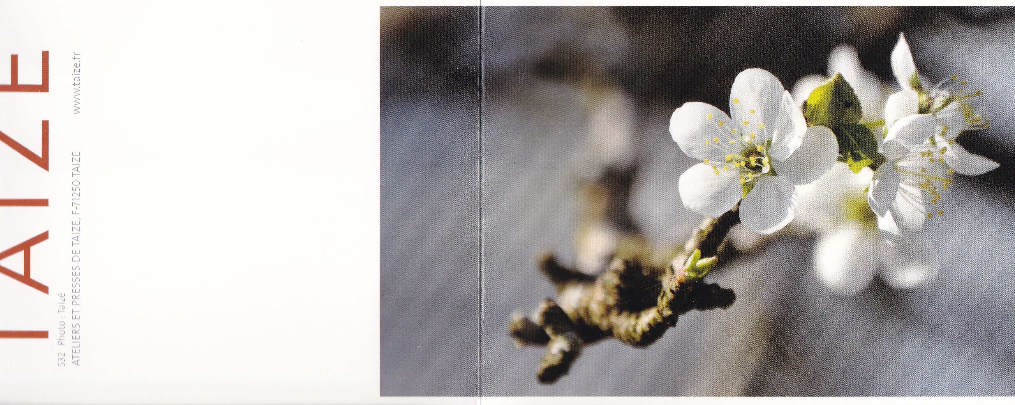 Obstblüten