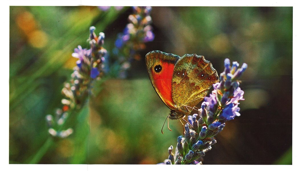 Roter Schmetterling