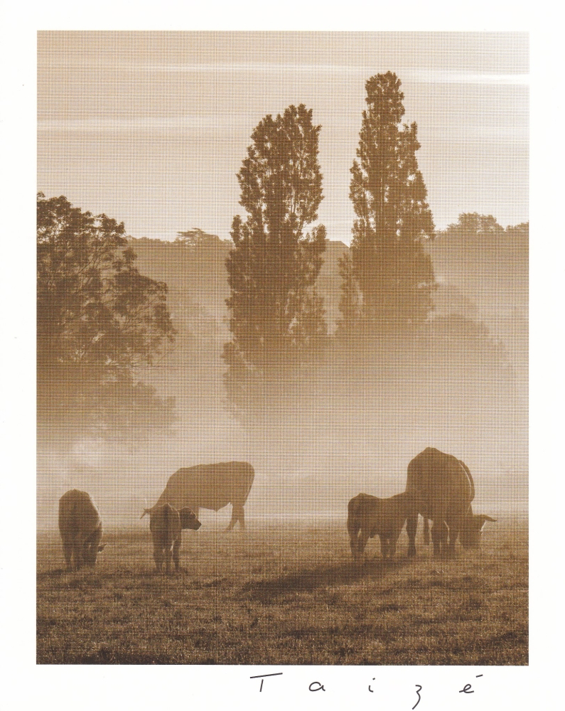 Kühe im Nebel