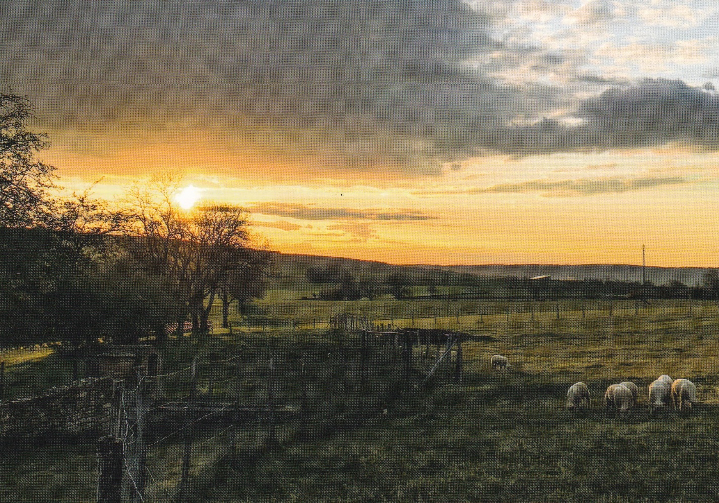 Schafe im Sonnenuntergang