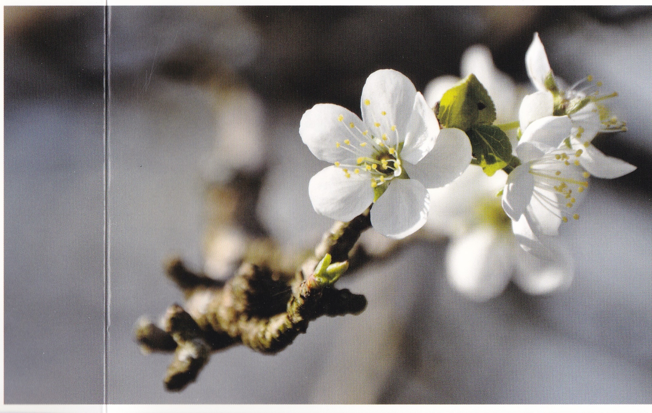 Obstblüten