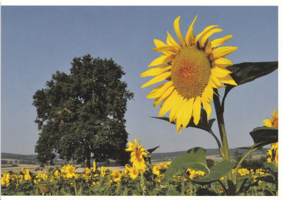 Sonnenblumenfeld 2 / Grand Tournesol