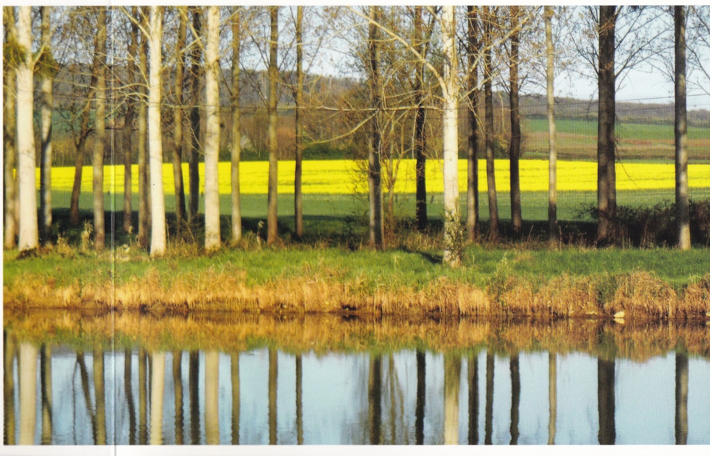 gespiegelte Bäume